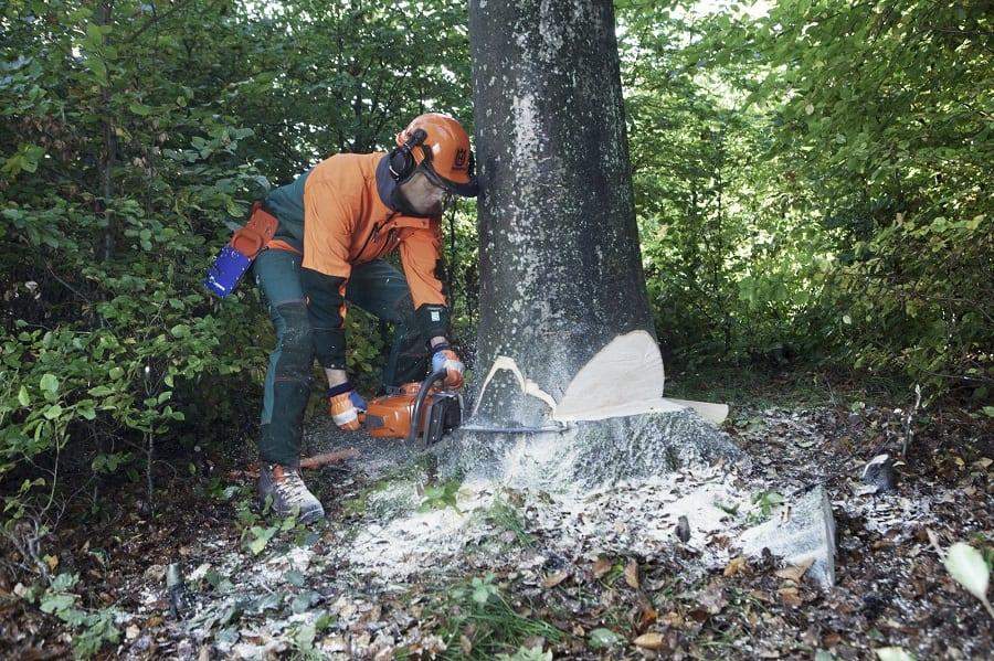 Cutting leaning tree