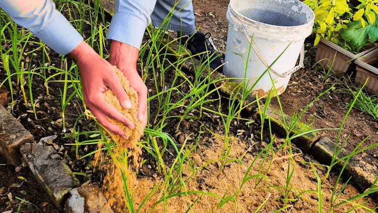 Sawdust useg for killing the weeds