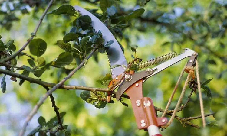 Prune A Tree With A Manual Pole Saw