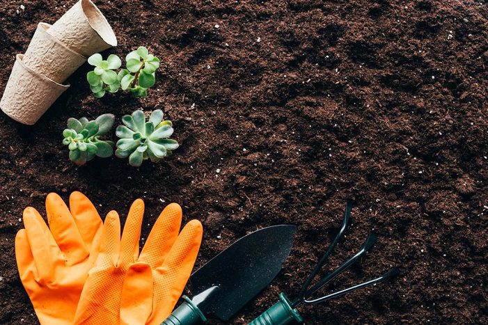 Starting Your Own Garden: 6 Tips From The Experts 1